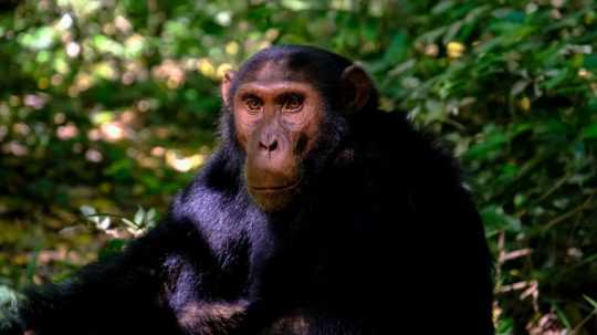 Ilustračná snímka šimpanza.