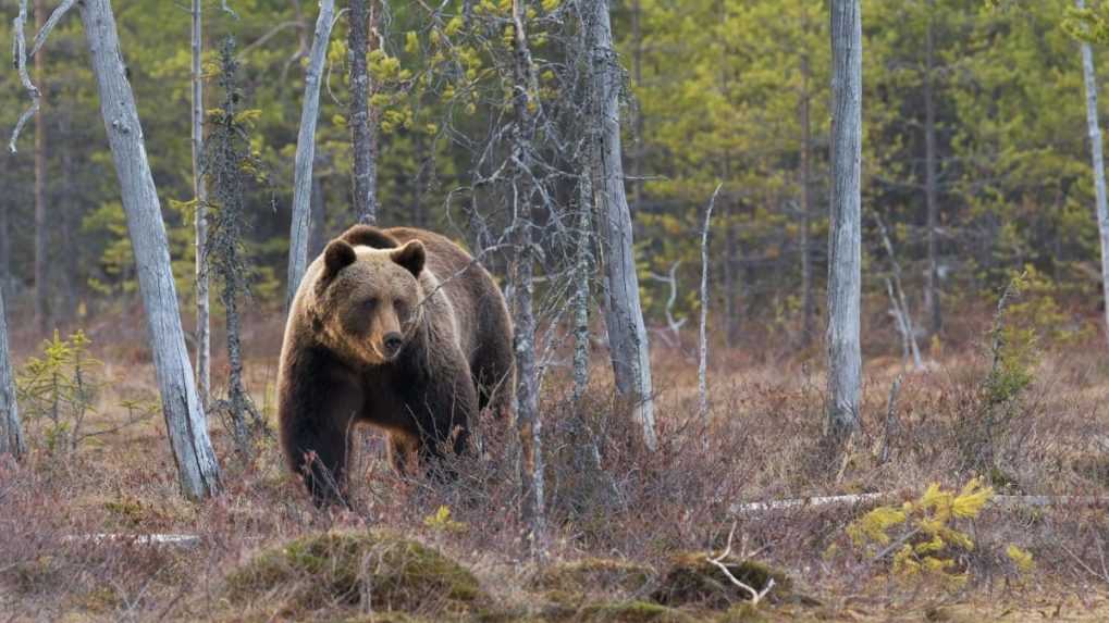 Lövéses döglött medvét találtak Liptón. Nyomoznak az ügyben