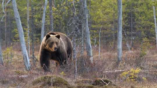Ilustračná snímka medveďa v lese.