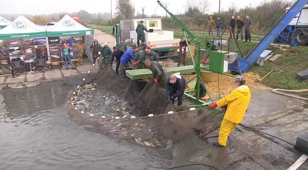 Sezóna kaprov vyzerá nadpriemerne, na Vianoce by o slovenské ryby nemala byť núdza