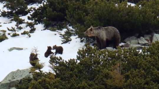 Medvedica s tromi mladými na snehu.