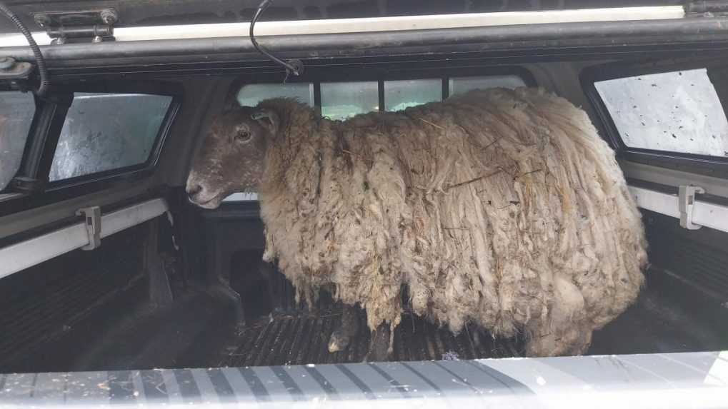 Farmárom sa podarilo zachrániť „najosamelejšiu“ ovcu v Británii. Ochranári zorganizovali protest
