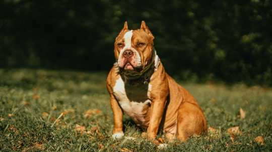 Na snímke plemeno American Bully.