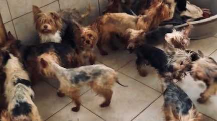 V dome chovala desiatky psov, na záhrade objavili uhynuté telá. Ženu obvinili zo zanedbania starostlivosti