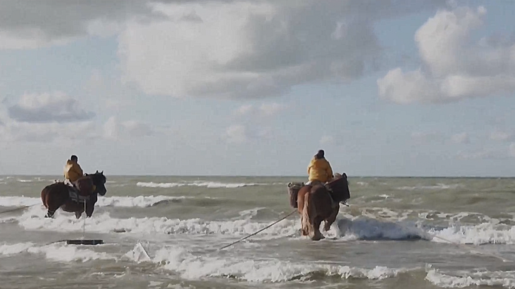 Stáročná tradícia lovu kreviet na koňoch v Belgicku: Rybári vnímajú klimatické zmeny, kreviet je menej