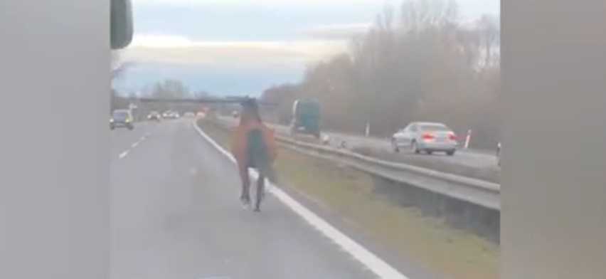 Video: Policajti riešili kuriózny prípad, po diaľnici cválal kôň. Najprv smeroval do Bratislavy, potom si to rozmyslel
