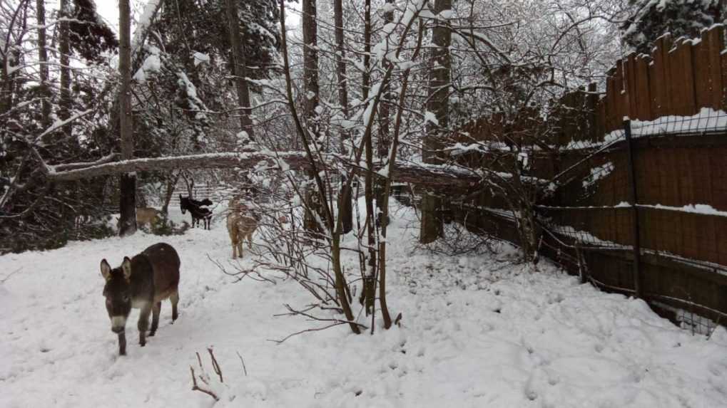V bojnickej zoo sa pod ťarchou snehu zrútilo niekoľko stromov. Počas sviatkov zostáva zatvorená