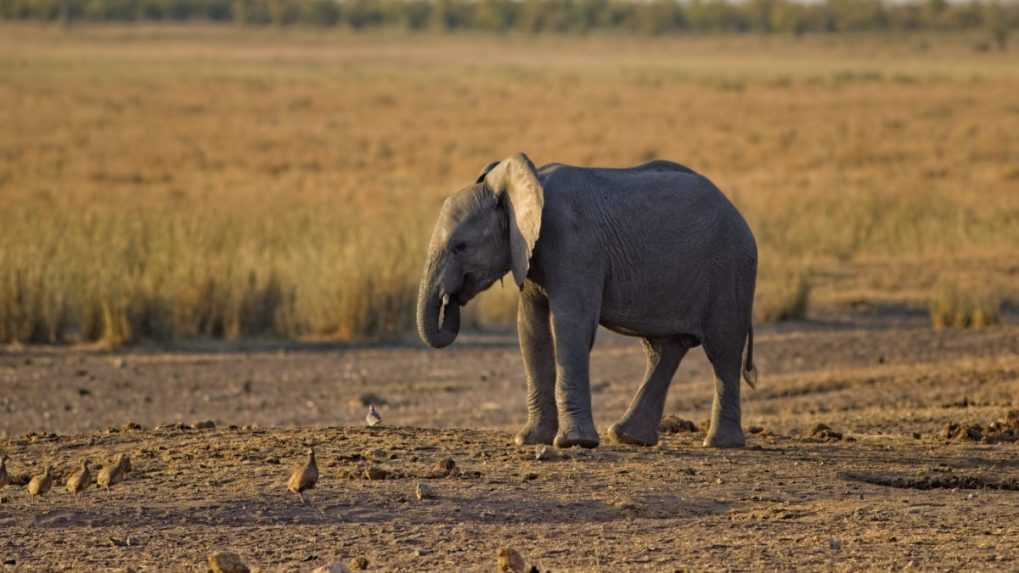 V Zimbabwe uhynulo najmenej 100 slonov, chýba im voda i potrava