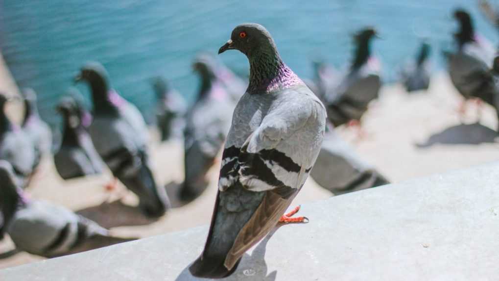 Taxikár narazil v Tokiu do kŕdľa holubov, jeden z nich to neprežil. Polícia ho zatkla a obvinila