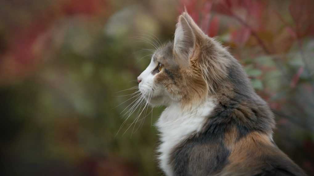 Mačky žerú viac ako dvetisíc druhov živočíchov, aj tie ohrozené. Na niektorých miestach ich chov obmedzujú