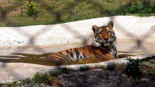Ilustračná snímka tigra v pakistanskej zoo.