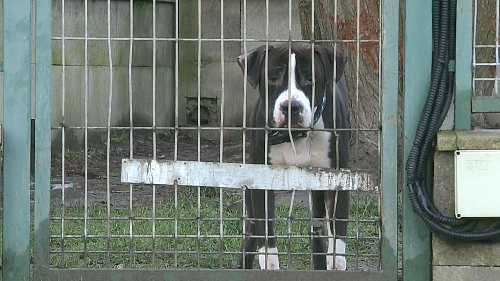 Zákon zakazujúci držanie psov na reťazi začne platiť od nového roka. Bude mať aj výnimky