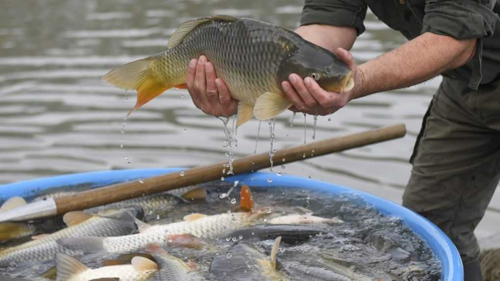 Minister Takáč kritizuje zákaz predaja živých rýb pred obchodnými reťazcami. Na týchto miestach ich môžete kúpiť