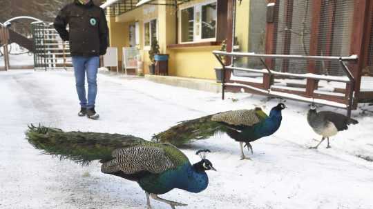 Zoo v snahe ušetriť predáva niektoré zvieratá.