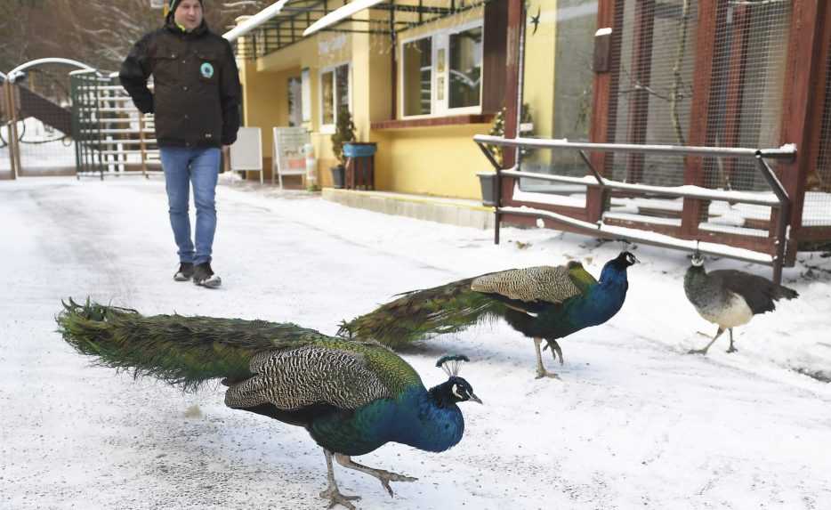Zoologická záhrada v Košiciach rozpredá niektoré zvieratá, doľahol na ňu nedostatok financií v meste