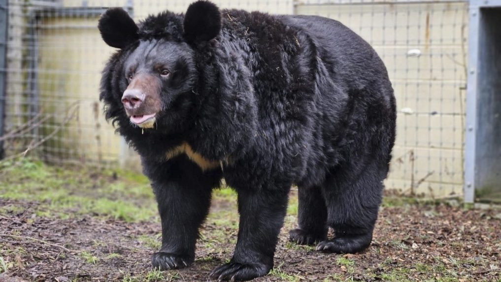 VIDEO: Šťastný koniec pre medveďa z ostreľovanej ukrajinskej ZOO. Nový domov mu našli v Škótsku