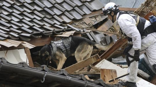 Policajt a pes prehľadávajú zrútený dom po zemetrasení v japonskom meste Wadžima.