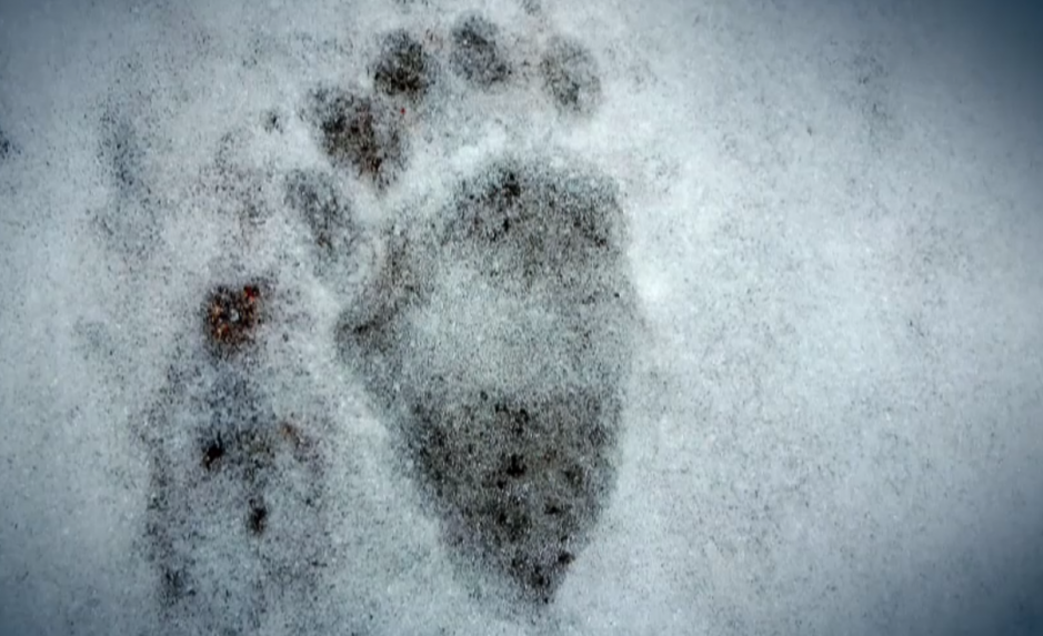 Na cintoríne sa objavili stopy medveďa, mesto ho dočasne zatvorilo. Zoológ hovorí o záhade