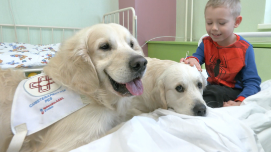 Špeciálne vycvičené psy s malým pacientom vo zvolenskej nemocnici.