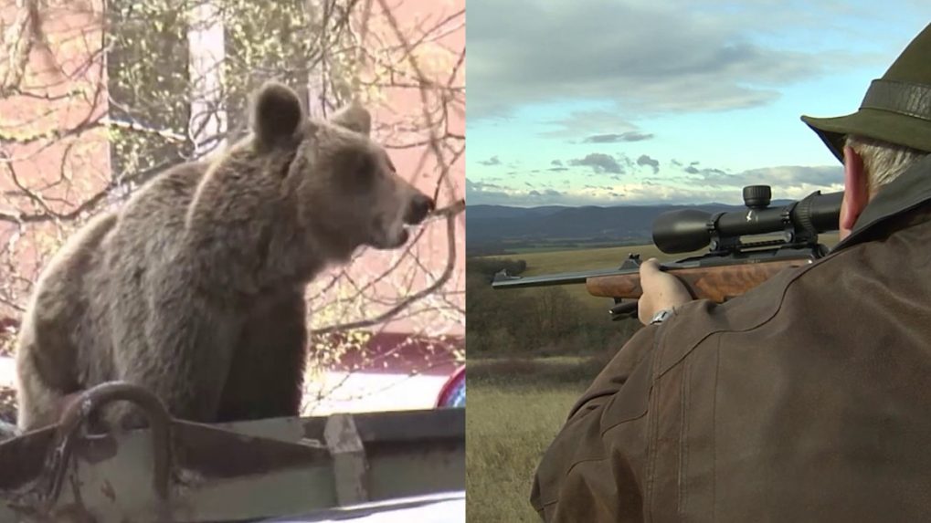 Medvede v obciach by mohli strieľať poľovníci. Vláda je za zrýchlené vydávania výnimiek, európske zákony to nedovoľujú