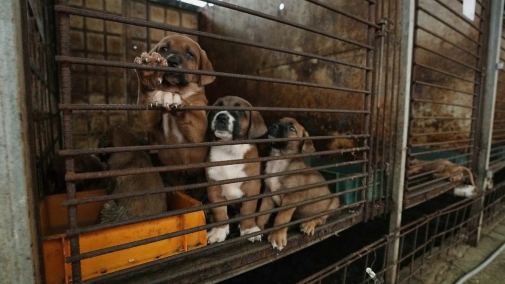Koniec stáročnej praxe: V Južnej Kórei schválili zákon zakazujúci obchodovanie so psím mäsom