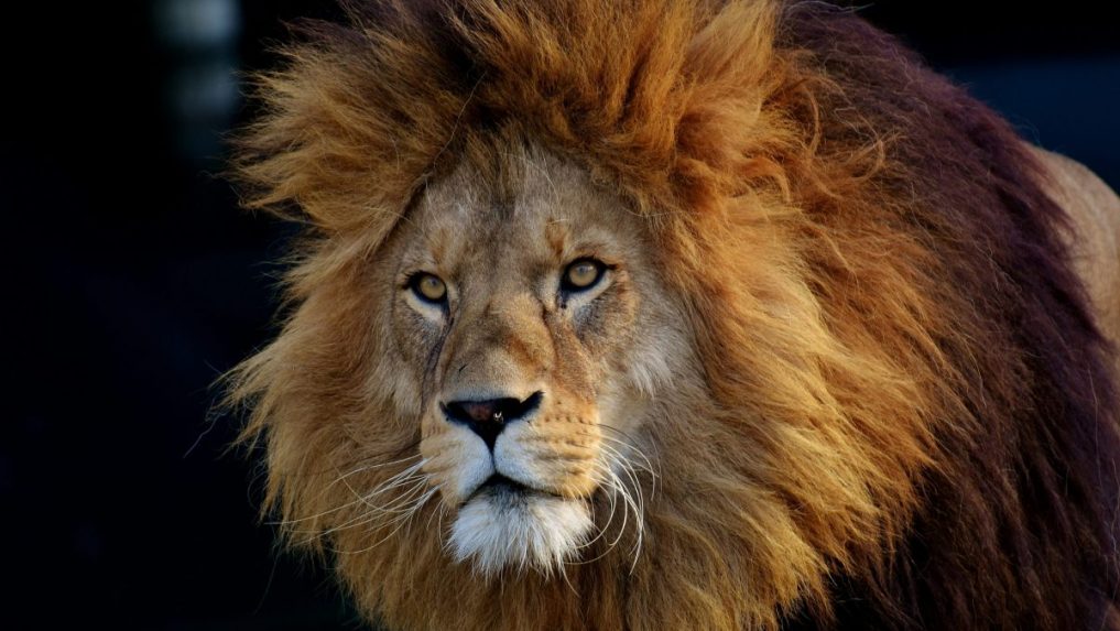 Levy v africkej savane lovia menej. Z revíru ich vytlačili malé tvory