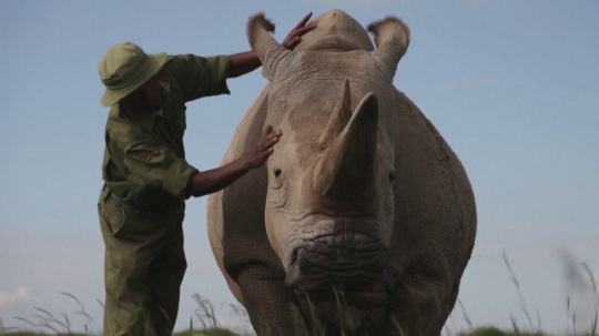 Ilustračná snímka nosorožca.