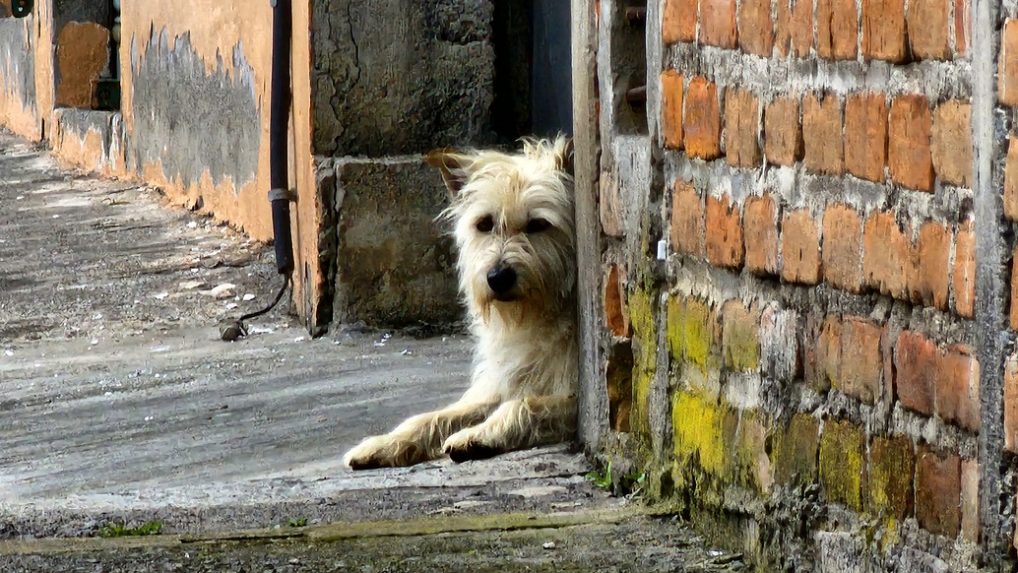 Dobrovoľníci v ruskom Burjatsku zachraňujú túlavé psy, podľa zákona im totiž hrozí smrť