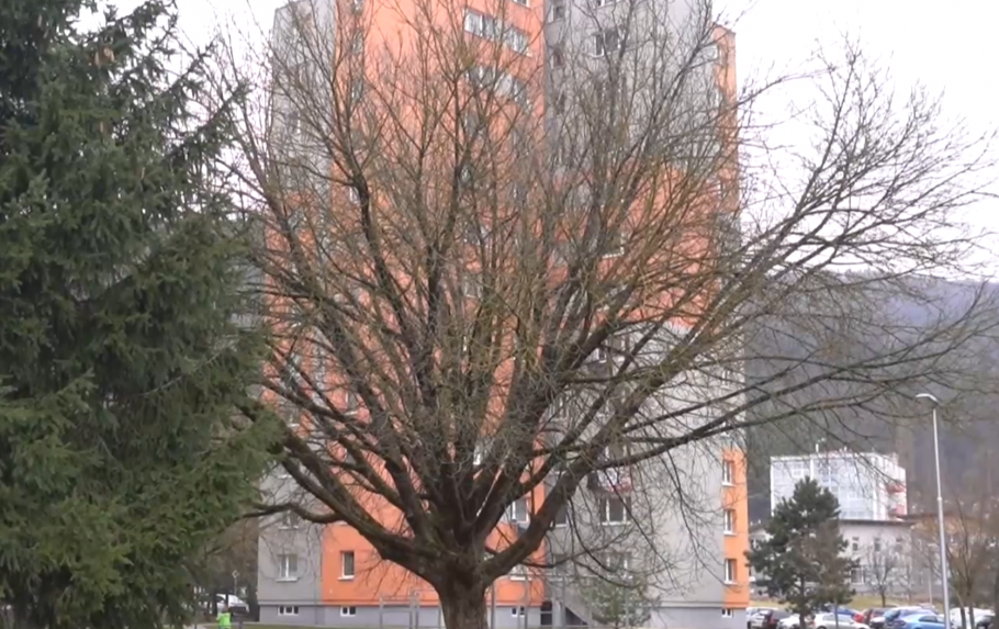 V Púchove vyrúbu 80 zdravých stromov. Aktivisti sú proti a zvažujú petíciu