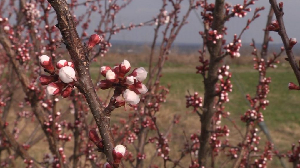 Rekordne vysoké teploty trápia ovocinárov. Stromy už kvitnú, obávajú sa mrazov
