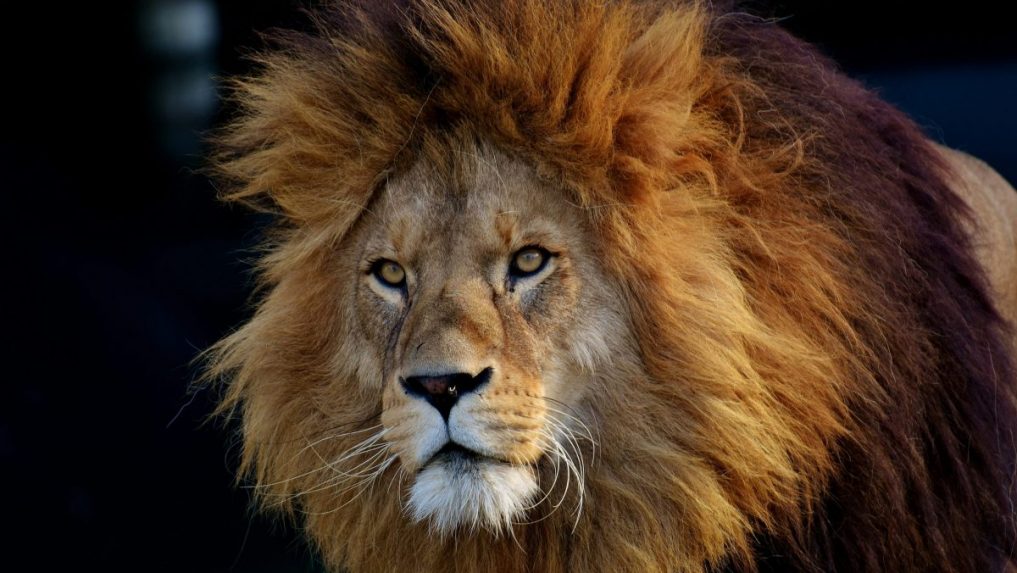 Lev v Nigérii zabil svojho ošetrovateľa, ktorý sa o neho staral od narodenia
