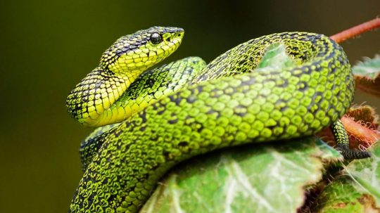 Ilustračná snímka hada.
