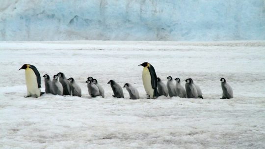 Na ilustračnej snímke tučniaky cisárske.