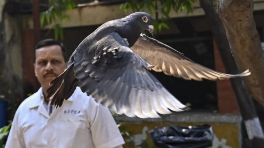 Na snímke holub, ktorého India držala v zajatí.
