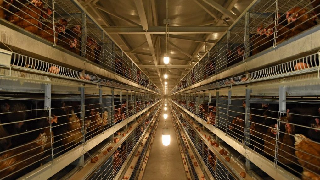 Vajcia z klietkového chovu v zahraničí nechcú. Ak štát nepomôže, slovenskí chovatelia sliepok budú mať problémy