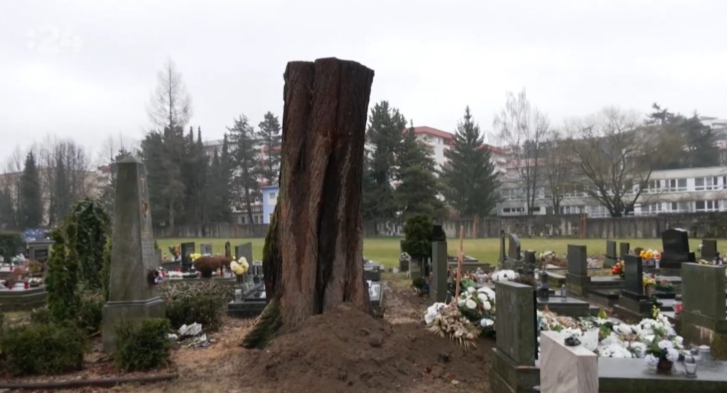 V Banskej Bystrici spílili viac ako 140-ročnú lipu pri hrobe básnika Jána Bottu