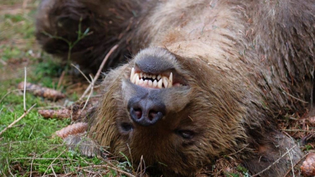 Na Liptove našli zastreleného mladého medveďa, na mieste zasahovala aj enviropolícia