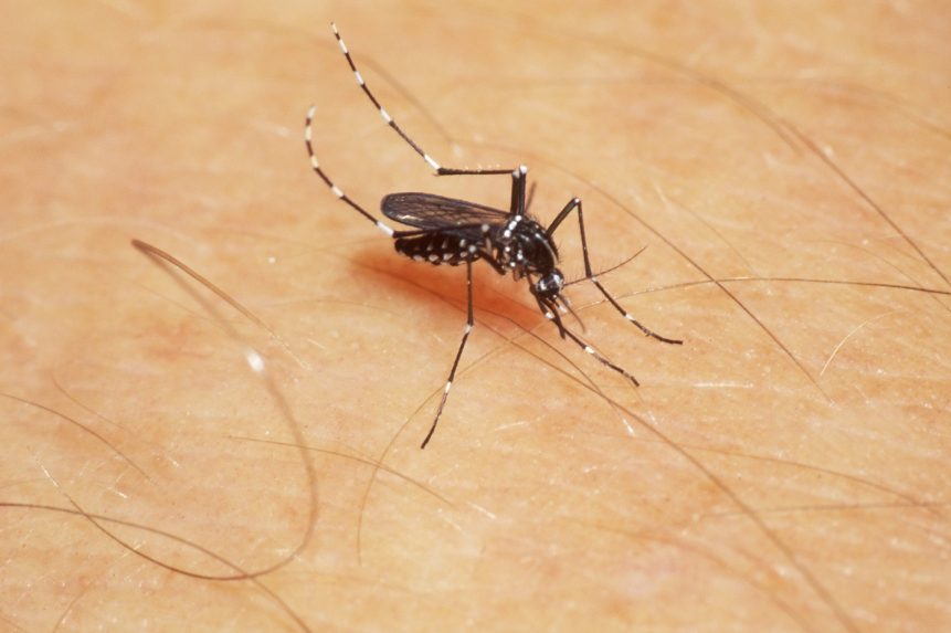 Envirorezort si uvedomuje riziko, ktoré predstavuje komár tigrovaný na Slovensku. Pripravuje opatrenia