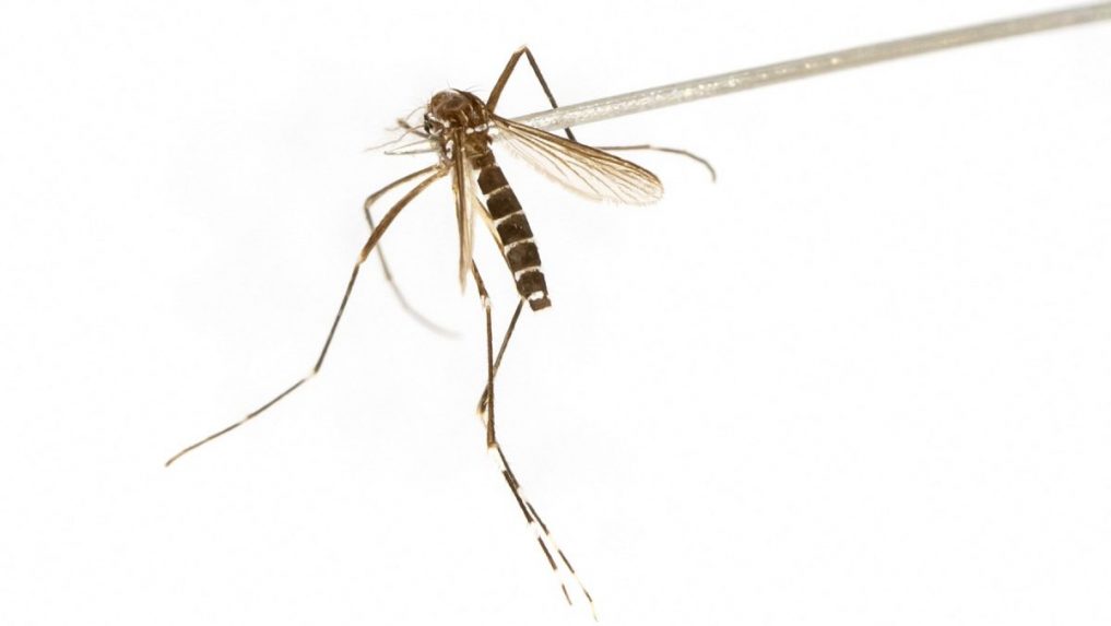 Na Slovensku sa usídlil nebezpečný druh komára: Prenáša viaceré vírusy a je aktívny aj cez deň