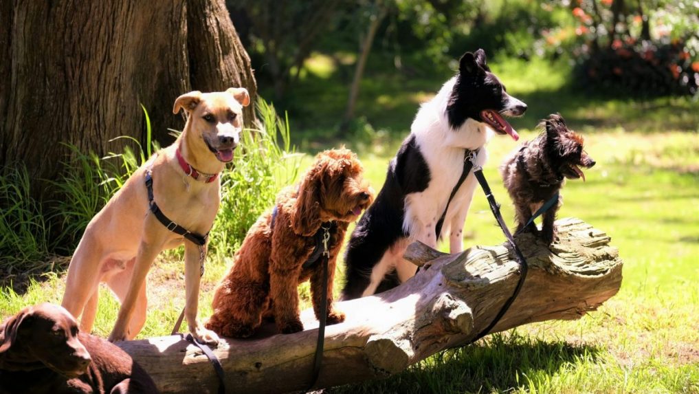 Na dĺžku života vášho domáceho miláčika vplýva veľa faktorov: Tieto psy budú súčasťou vašej rodiny najdlhšie