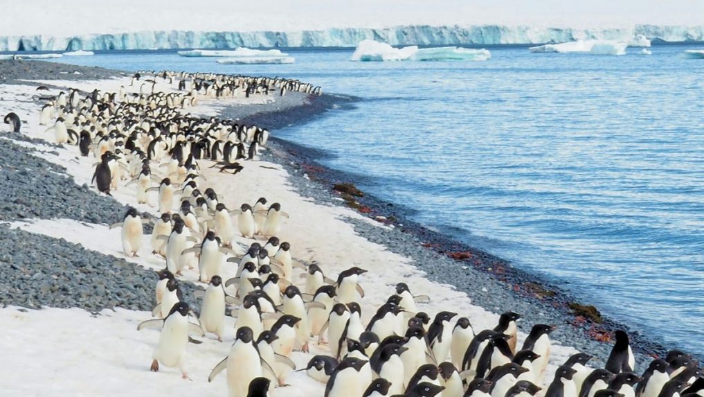 Životná výzva: Britská organizácia ponúka voľné miesta na Antarktíde, súčasťou práce je aj sčítavanie tučniakov