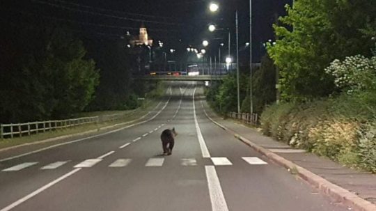 Medveď v uliciach mesta Žiar nad Hronom.