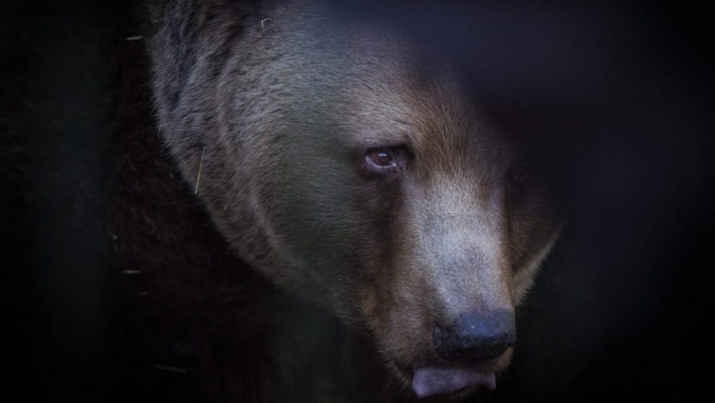 Medvede netrápia len Slovensko: Japonské úrady vydali po útokoch šeliem výstrahy