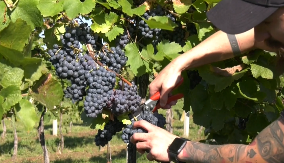 Na Slovensku sa rodia vína so svetovou chuťou. Na prestížnej súťaži vo Francúzsku zožali historický úspech
