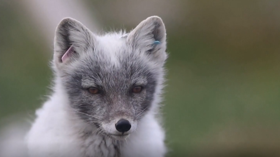 Arktické líšky trpia nedostatkom potravy. Pred vyhynutím ich chráni starostlivosť vedcov