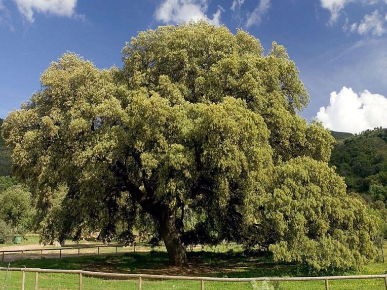 FOTO: Spoznali sme Európsky strom roka. V rebríčku má zastúpenie aj Slovensko