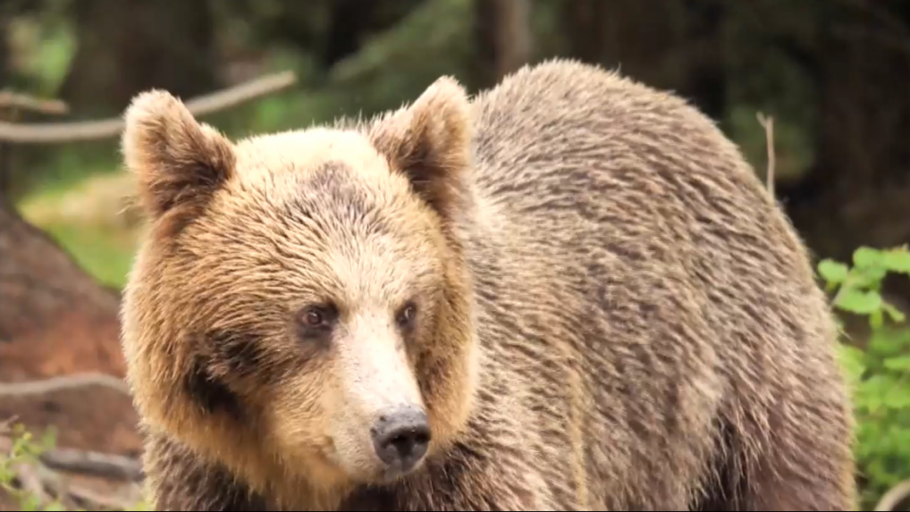 Medvjed je trebao napasti čovjeka u blizini sela Povina u Kysucku.  Dojavu provjerava ekipa hitne pomoći