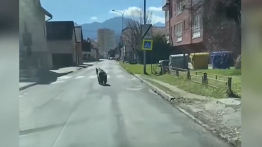 Medveď v uliciach Liptovského Mikuláša.