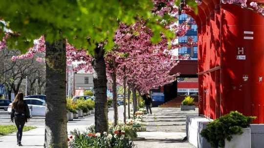 Na snímke rozkvitnuté okrasné čerešne pred Tržnicou na Trnavskom mýte v Bratislave.