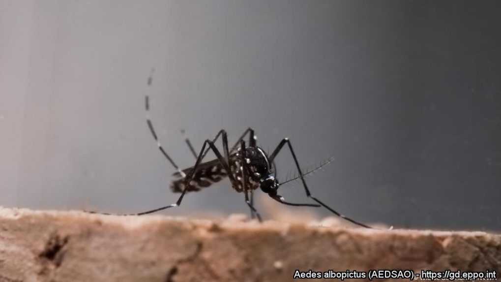 Aedes albopictus - komÃƒÂ¡r tigrovanÃƒÂ½.
